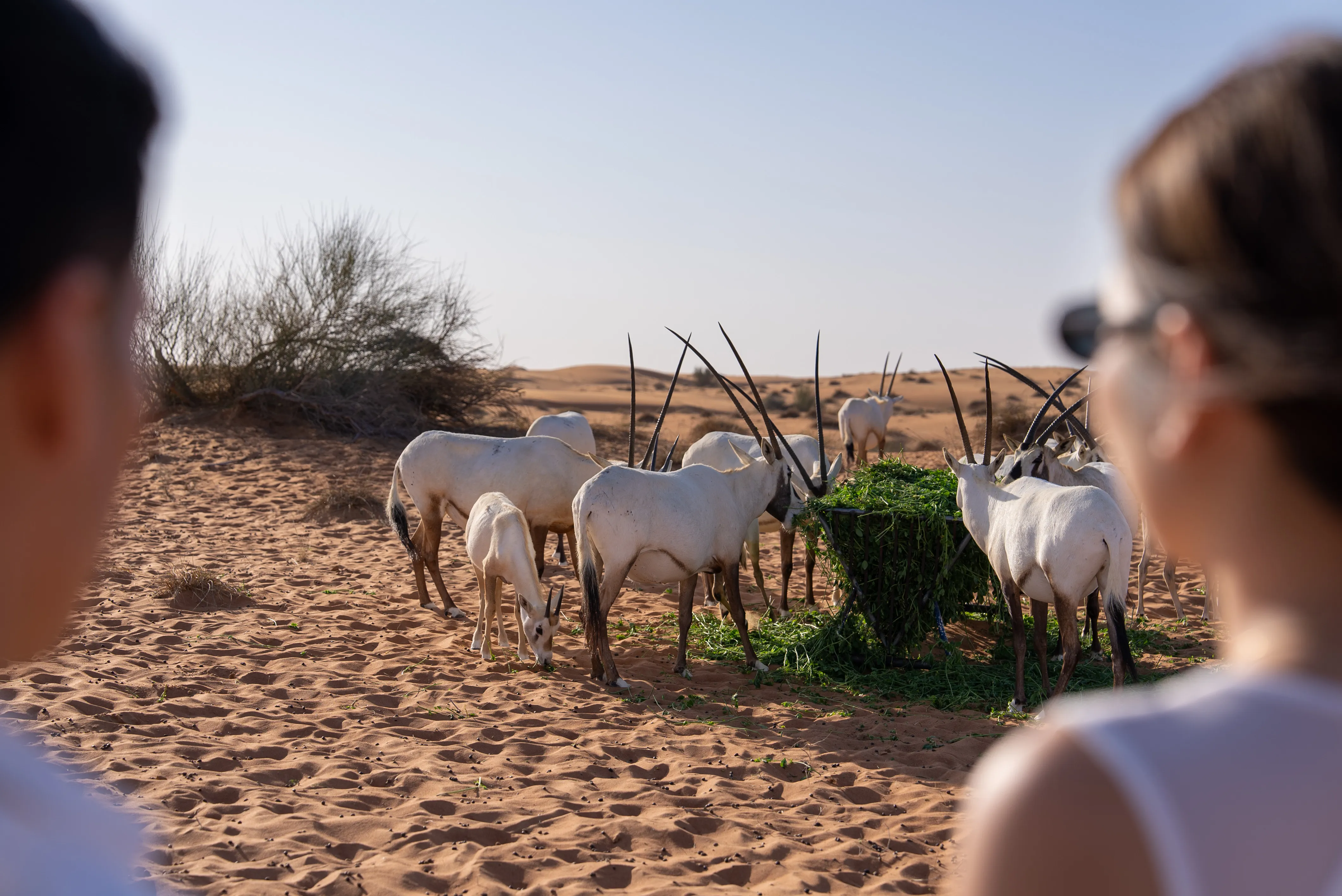 Overnight Heritage Ballooning Desert Escape