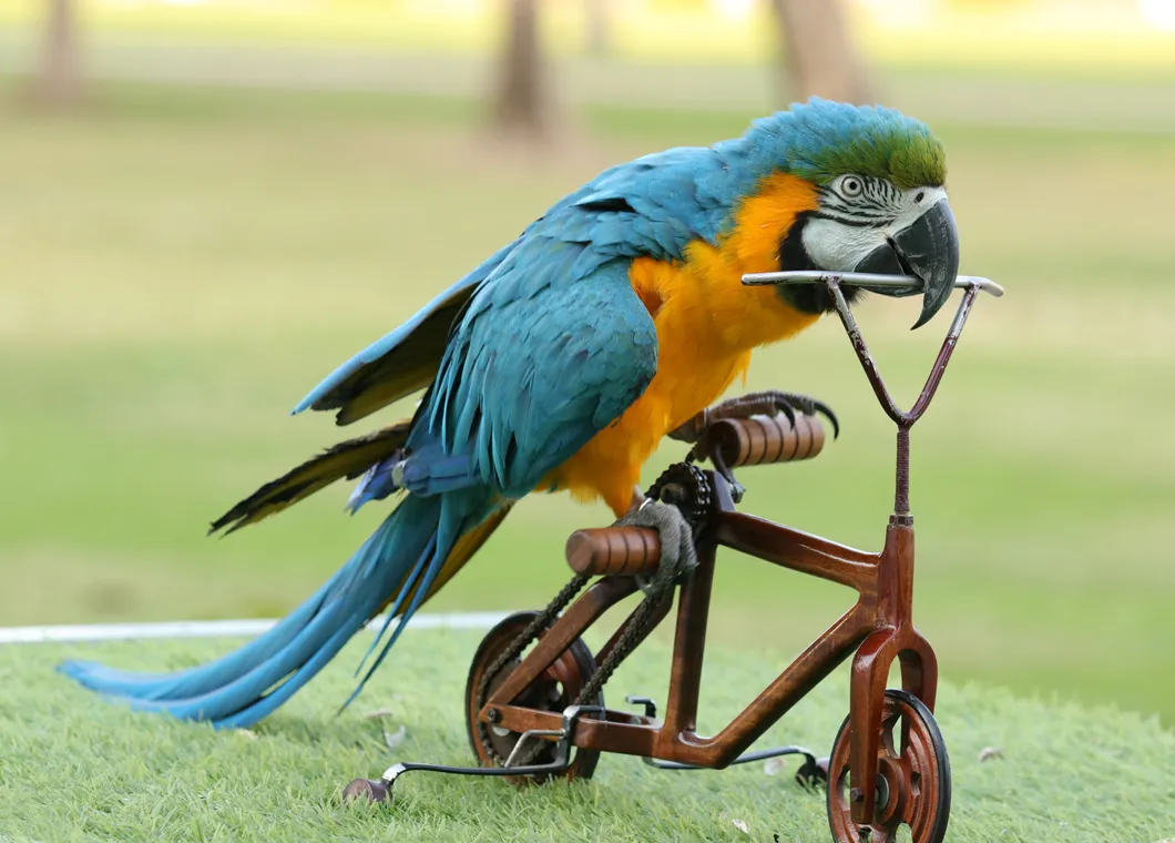 Creek Park Exotic Bird Show | Dubai